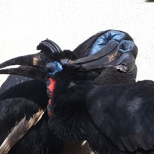 Abyssinian ground hornbills (Bucorvus abyssinicus), 2022-05-26