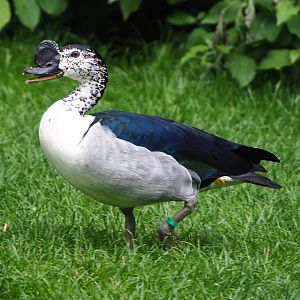 African comb duck (Sarkidiornis melanotos), 2022-05-26