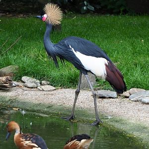 Western black-crowned crane (Balearica pavonina pavonina), 2022-05-26