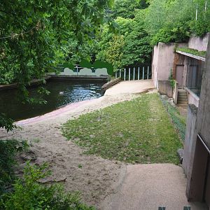 Land area of the Hippopotamus exhibit, 2022-05-26