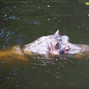 Hippopotamus Hermien (Hippopotamus amphibius), 2022-05-26