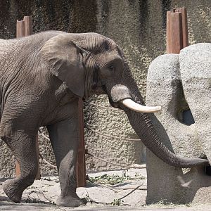 African savanna elephant (Loxodonta africana) bull "Tusker"