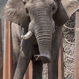 African savanna elephant (Loxodonta africana) bull "Tusker"