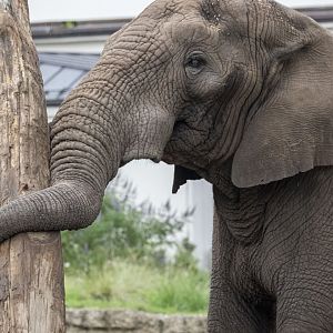 African savanna elephant (Loxodonta africana) bull "Tusker"