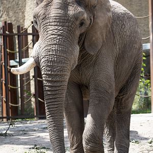 African savanna elephant (Loxodonta africana) bull "Tusker"