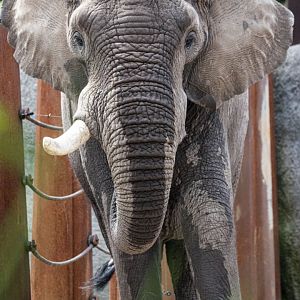 African savanna elephant (Loxodonta africana) bull "Tusker"
