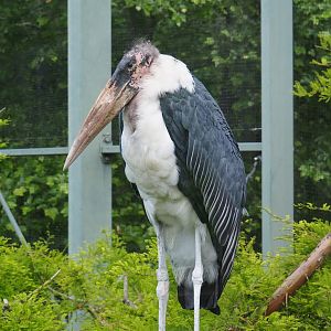 Marabou (Leptoptilos crumenifer), 2022-05-26