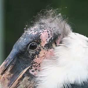 Marabou (Leptoptilos crumenifer), 2022-05-26