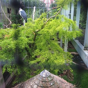 Hippo house aviary - Upper level view with roof of ground level viewing area, 2022-05-26