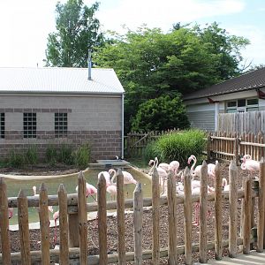 Greater Flamingo Exhibit