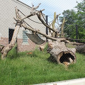 De Brazza's Monkey & Red-flanked Duiker Exhibit