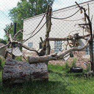 De Brazza's Monkey & Red-flanked Duiker Exhibit