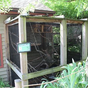 Ringtail Exhibit