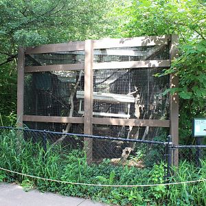 Red-ruffed Lemur Exhibit