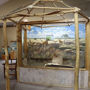 Future Dwarf Mongoose Exhibit