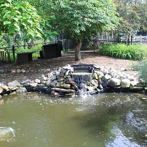 Bar-headed Goose & Swan Exhibit