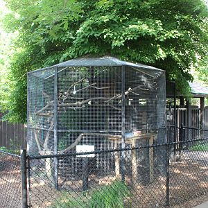 Prehensile-tailed Porcupine Exhibit