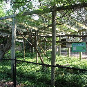 Umbrella-crested Cockatoo Exhibit