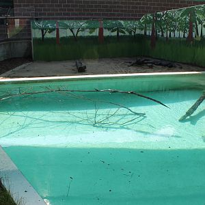 American Alligator Exhibit