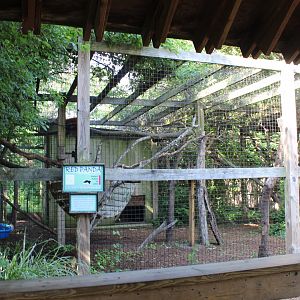 Red Panda Exhibit #2