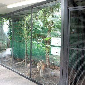 Cotton-top Tamarin & Red-rumped Agouti Exhibit - Rainforest House