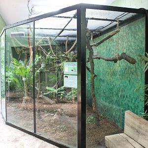 White-faced Saki Exhibit - Rainforest House