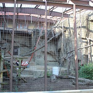 Mueller's Gibbon Exhibit