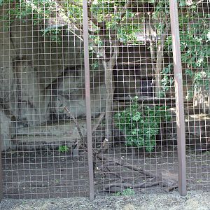 Snow Leopard Exhibit