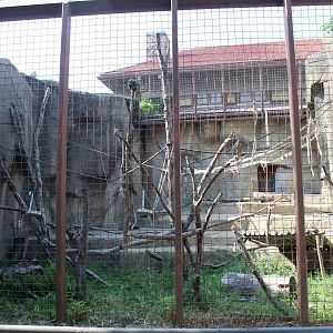 Francois Langur Exhibit