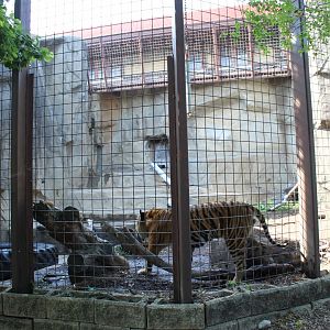 Sumatran Tiger Exhibit