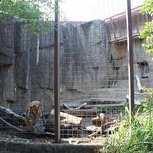 Sumatran Tiger Exhibit