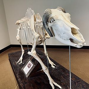 Muskox Skeleton