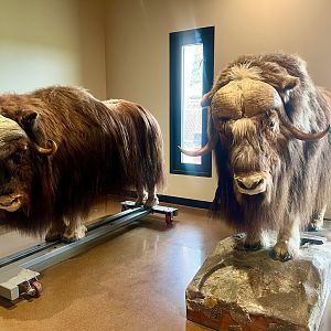 Muskox mounts - Bull and Cow