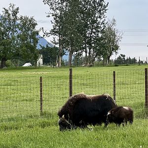 The only calf born this year