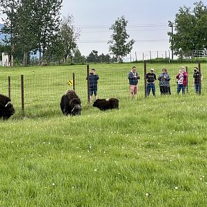 Muskox with guests