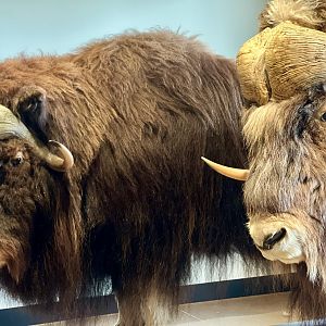 Muskox profiles