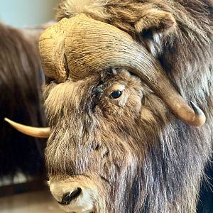 Muskox horn boss
