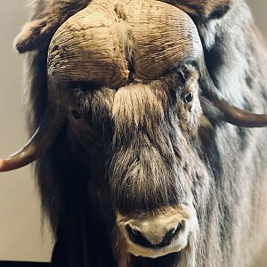 Muskox horn boss