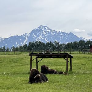 Muskox pasture with Pioneer Peak in the background