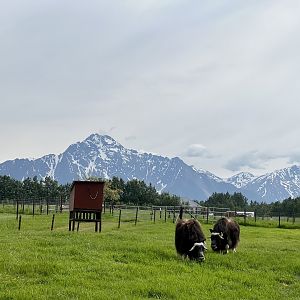 Muskox and Pioneer Peak