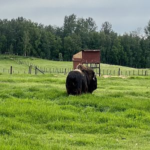 Muskox