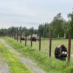 Muskox bulls pasture