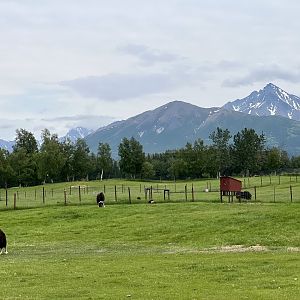 Muskox with Matanuska Peak in the background
