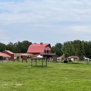 Muskox Barn Area