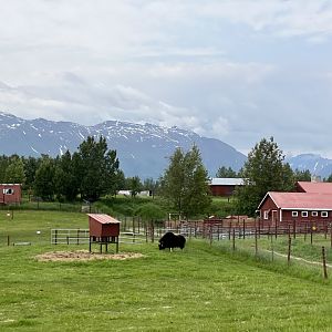 Muskox with Talkeetna Mountains in background