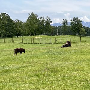 Muskox cow with calf