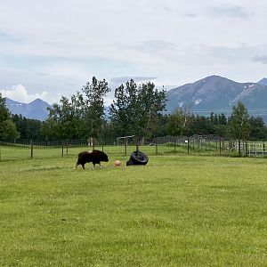 Muskox cow with calf