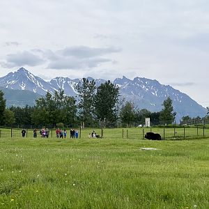 Muskox Farm, Palmer, Alaska, June 2022