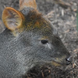 Southern pudu