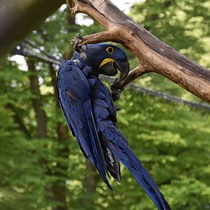 Hyacinth macaw